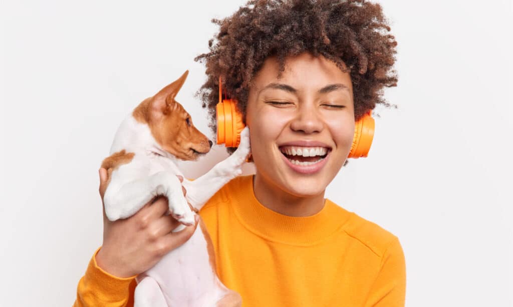 Basenji puppy putting paw on owners face