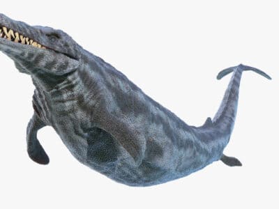 A Basilosaurus