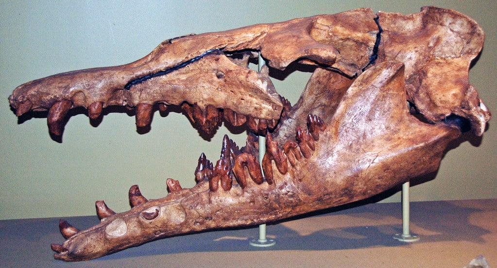 Basilosaurus cetoides fossilized skull