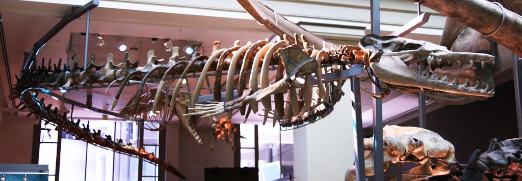 Basilosaurus cetoides - total view - Smithsonian Museum of Natural History