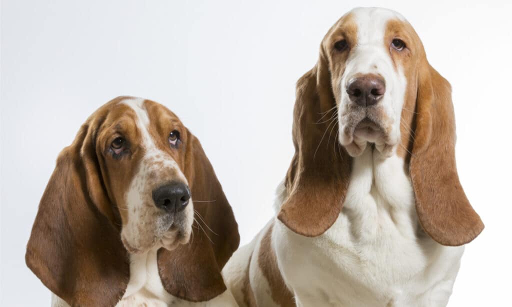 2 basset hounds against a white background