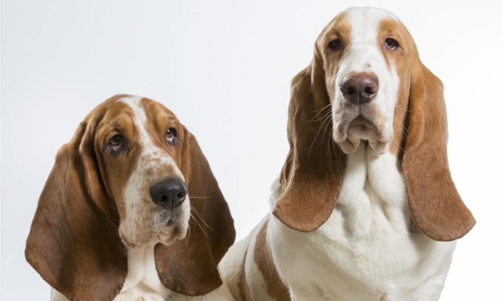 basset hound spaniel mix