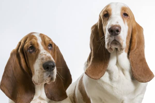 Basset hounds sensitive noses work more efficiently when they're wet.
