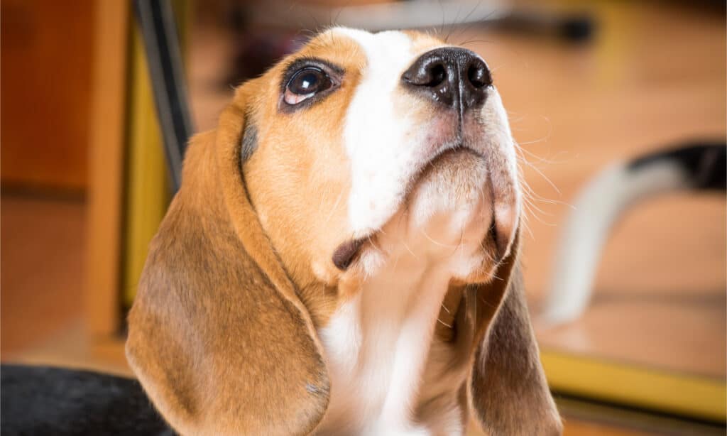 Beagle looking up