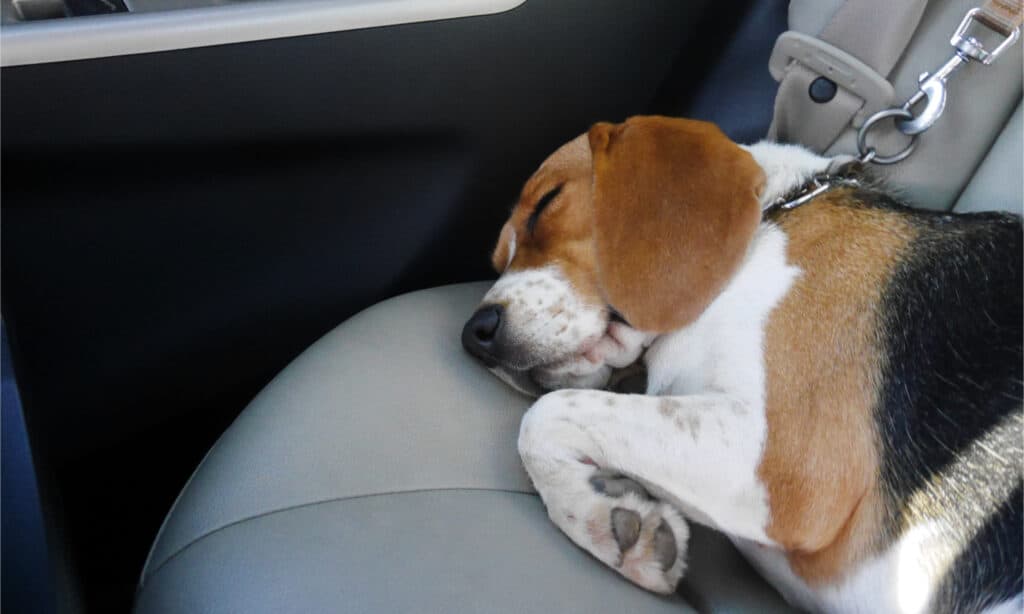 Beagle allongé sur un siège de voiture