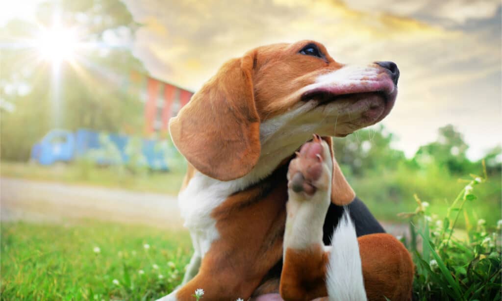 A beagle scratching under its chin with its rear paw 