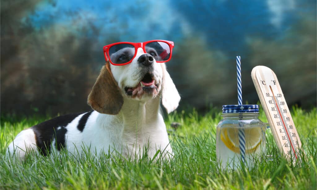 https://a-z-animals.com/media/2022/05/Beagle-with-sunglasses-1024x614.jpg