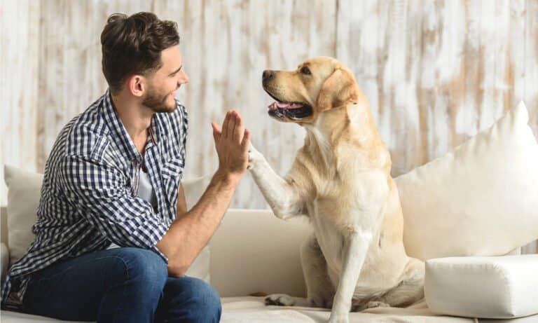 Best dog allergy tests