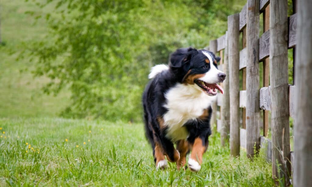 Best dog proof fences