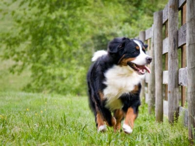 A The Best Dog Proof Fences That Actually Keep Your Pet Inside