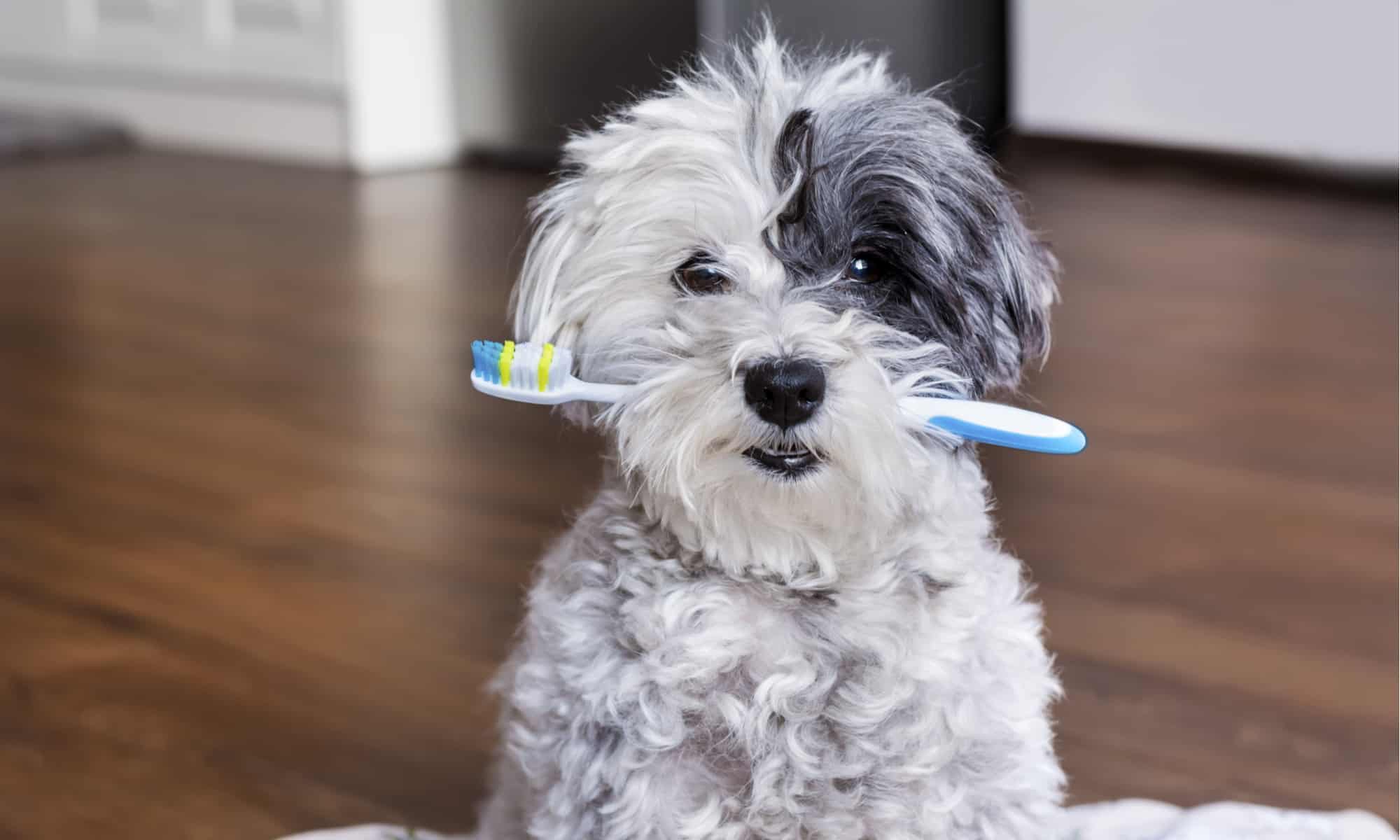 A poodle dog poses with a toothbrush in the mouth.