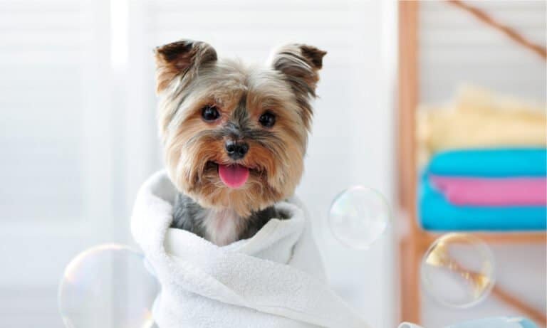 Best dog towels