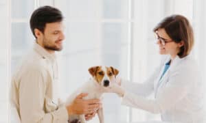 4 Best Pet Insurance Companies Photo