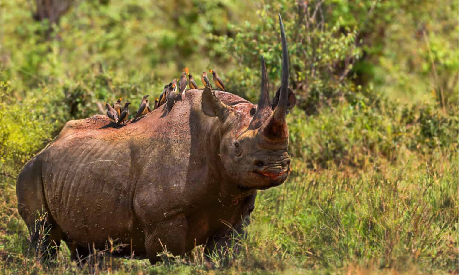 How Many Rhinos Are Left In The World? - A-Z Animals