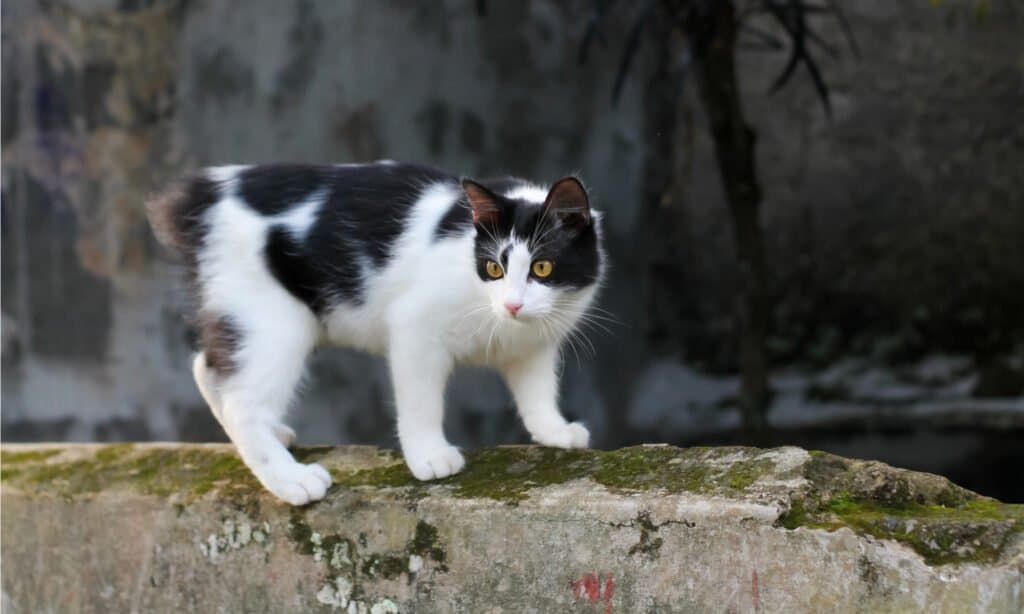 Black and white Manx cat