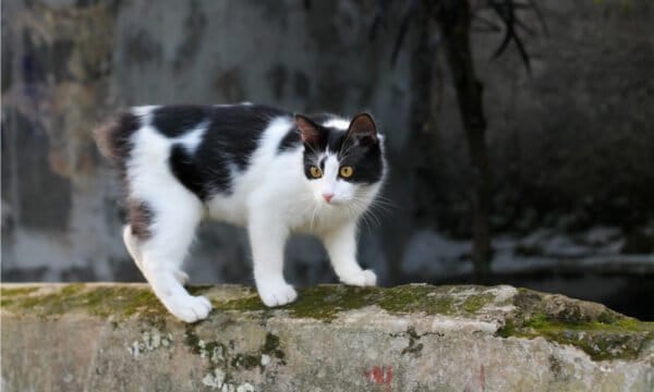 Discover 15 Black and White Cat Breeds (With Pictures of Each) - A-Z ...