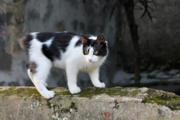 Black and white Manx cat