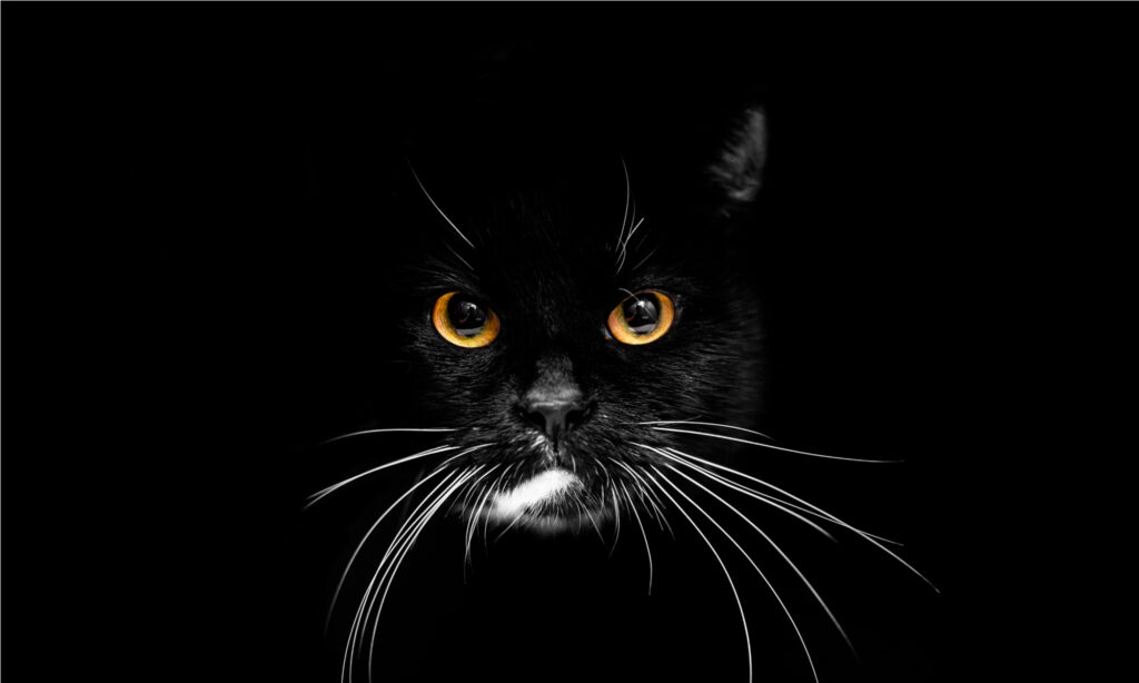  Black cats are seen as bad omens, especially if they are amongst the Animals Invading a Sports Field!