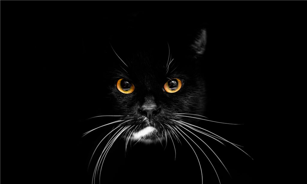 Black cat with glowing eyes