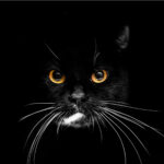 Cat on black background with yellow glowing eyes