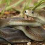 Black Mamba - A-Z Animals