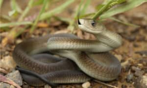Can Animals Eat Venomous Snakes Without Dying? Picture