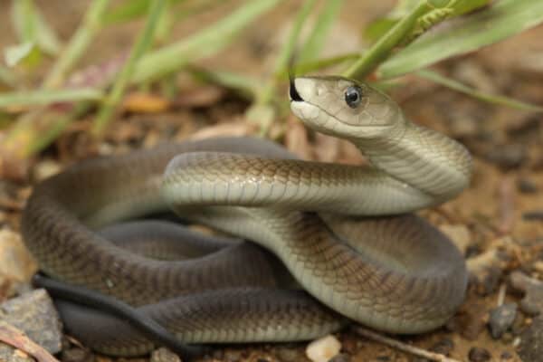 Black mamba venom can kill an adult human in as little as 30 minutes.