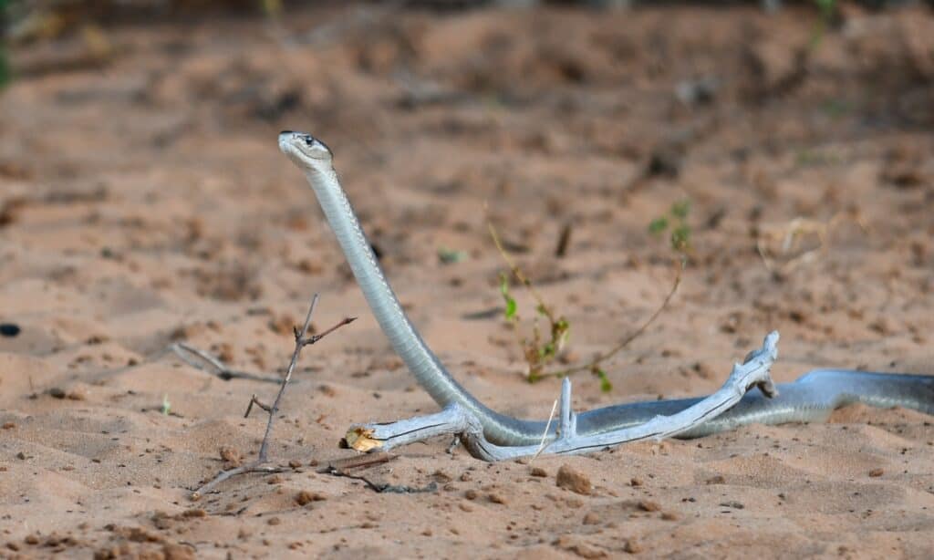 Black mamba on sand