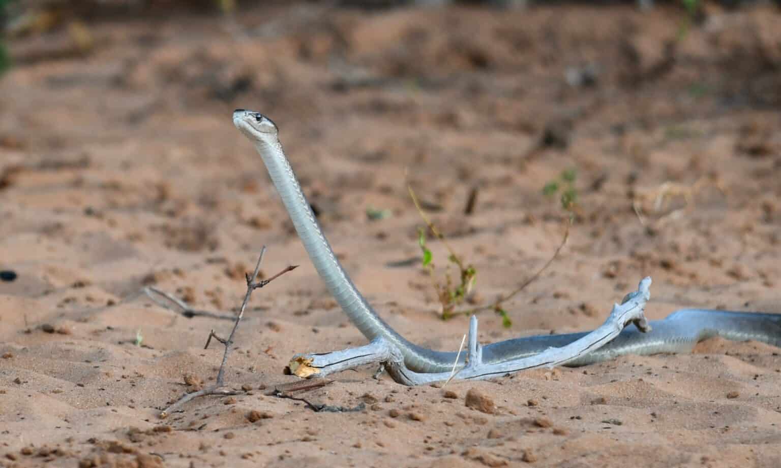 Black Mamba Animal Pictures | A-Z Animals
