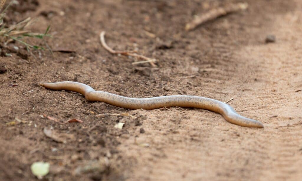 Schlegel's beaked blind snake is Africa's largest Blind snake averaging 60cm but may reach a length of 1m. It spends most of its life underground.