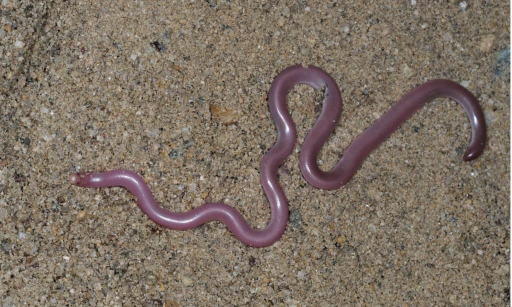 European worm snake or blind snake, Typhlops vermicularis. Blind snakes look like worms, often featuring a gray or pink body.