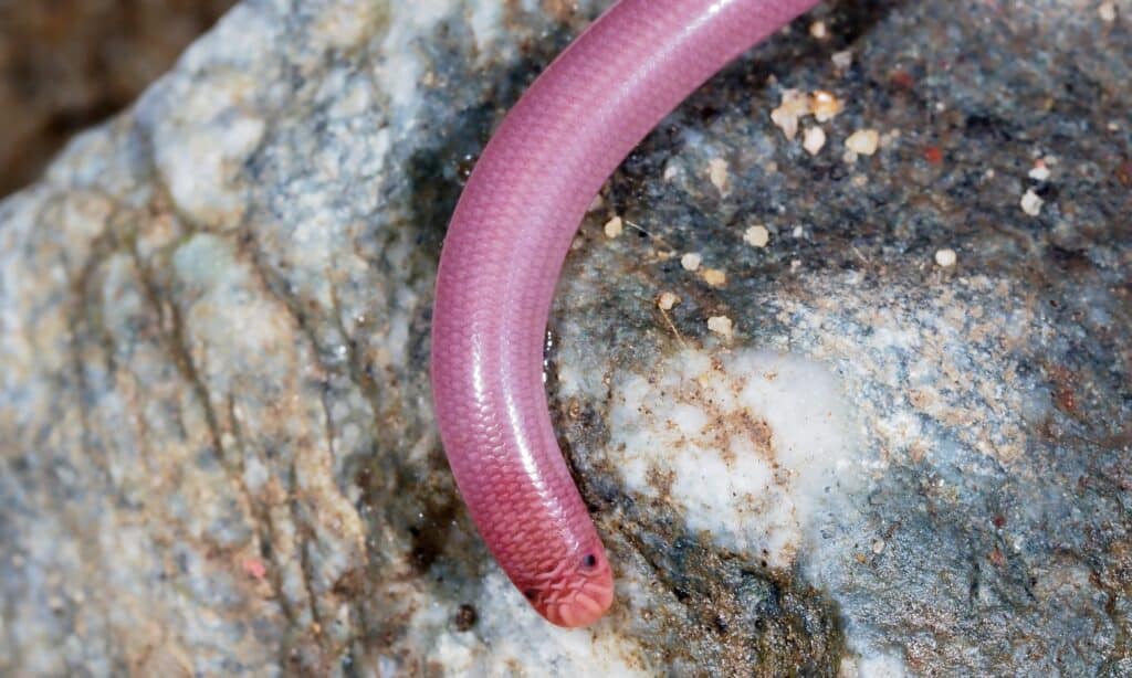 Blind snakes lives underground in soft soils, between plant roots and under stones.