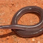 Blind snakes