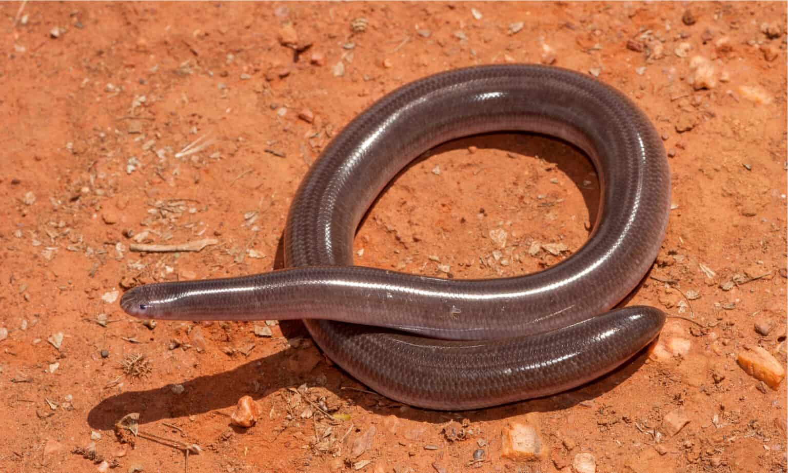 Blind Snake AZ Animals