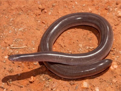 A Blind Snake