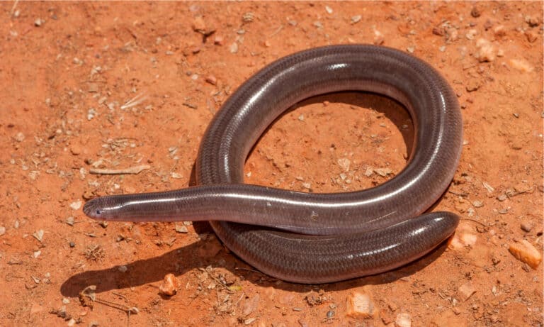 Australian Robust Blind Snake on red soil. Blind snakes have cylindrical bodies with a short tail and blunt head.