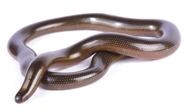 Discover 12 Snakes That Don't Eat Mice or Rodents - A-Z Animals