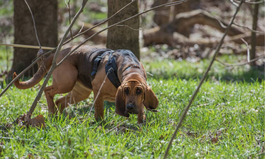 Bloodhound tracking