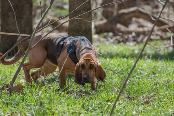 Bloodhound tracking