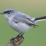 Blue-gray Gnatcatcher