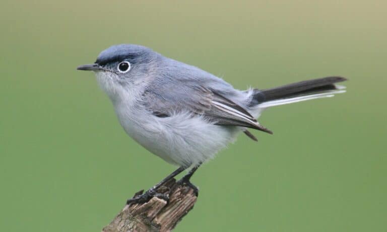 Blue-gray Gnatcatcher (Polioptila caerulea) perched on a branch. The bird has a cap of deep blue feathers on its head.
