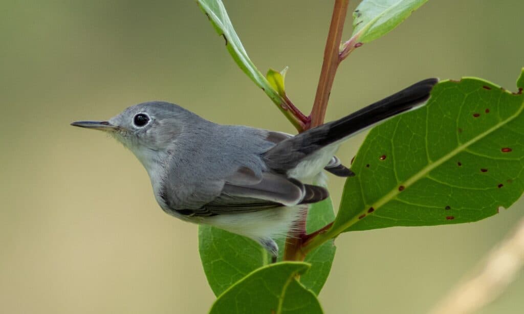 Blue-Gray Gnatcatcher sitting on a silver buttonwood tree. Blue-gray gnatcatchers have a long, thin, pointed beak. Its beak design allows it to pluck an insect out of the air.