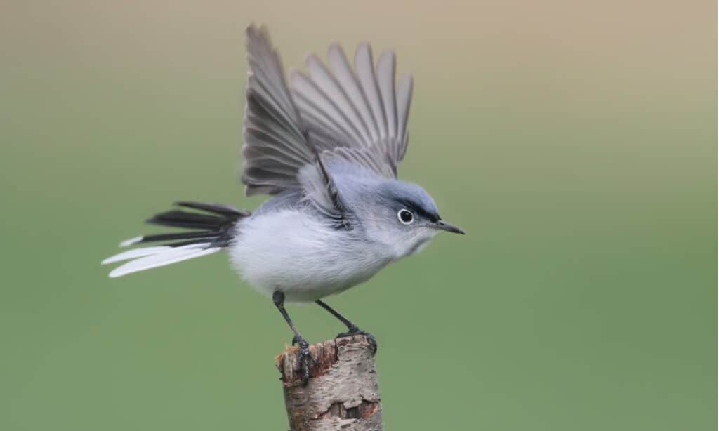 BLUE-GRAY GNATCATCHER  The Texas Breeding Bird Atlas