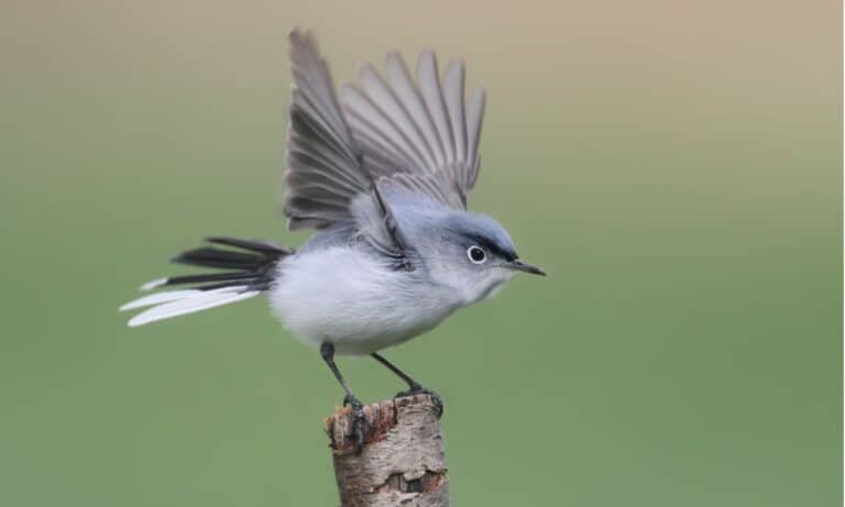 The length of a Blue-gray gnatcatcher is four to five inches, and its height is three to four inches.