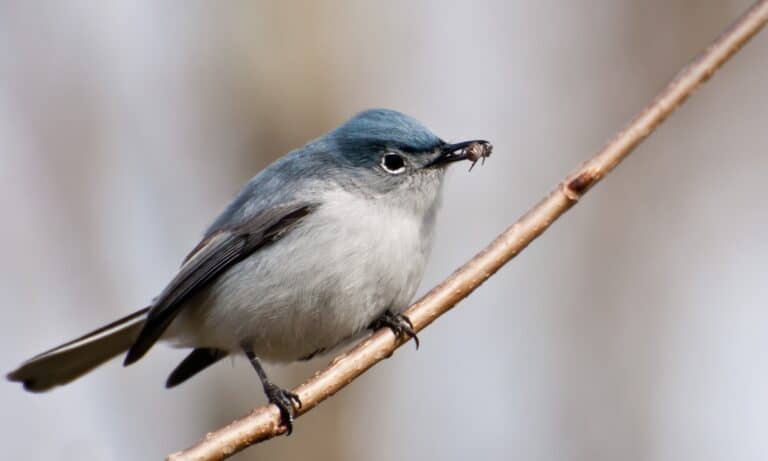 A close up of a Blue-gray Gnatcatcher. Its long tailfeathers contain both black and white feathers.