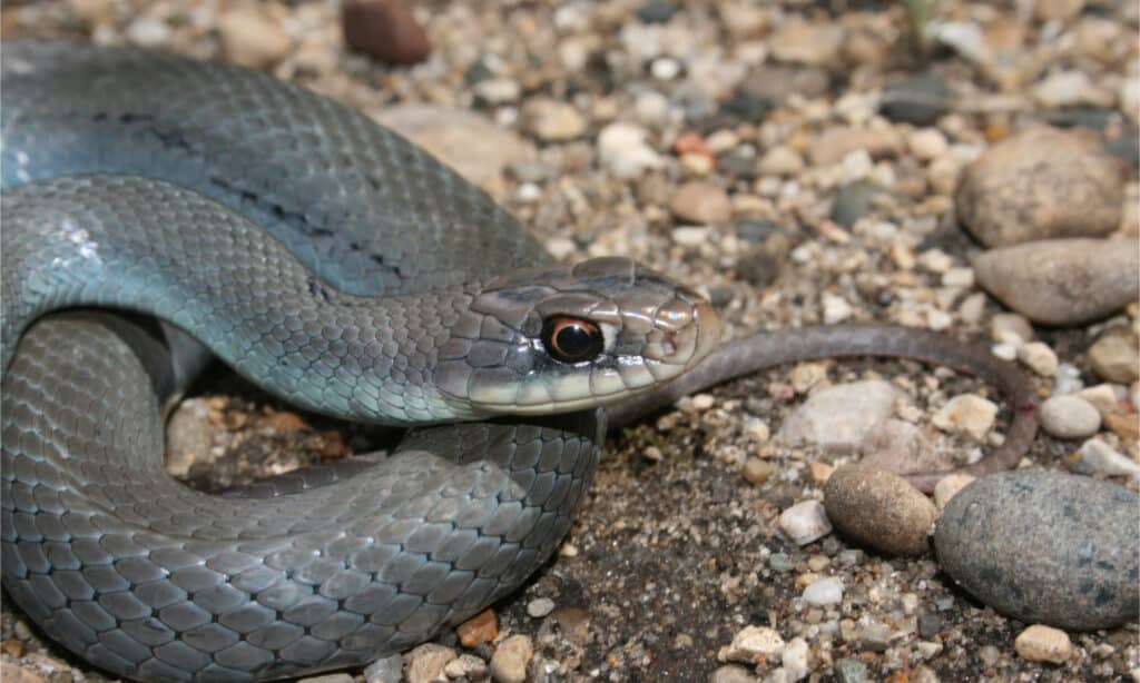 A coiled blue racer on rocky ground