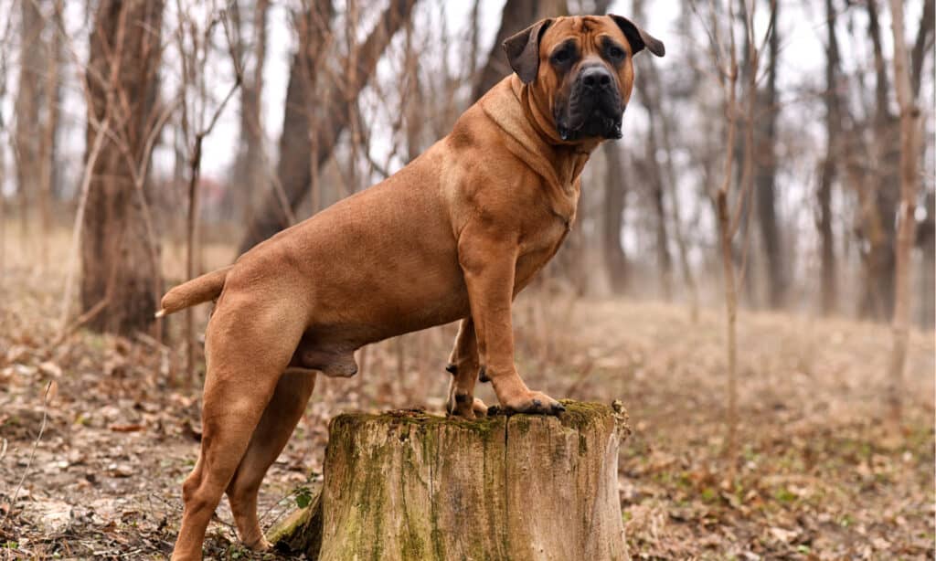 Boerboel in the woods