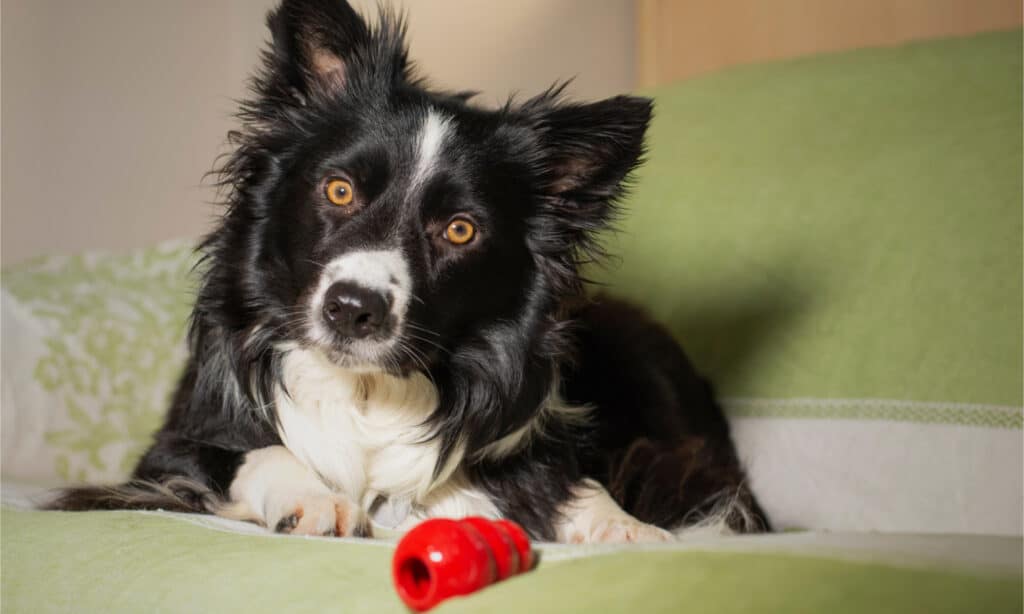 Border Collie with Kong toy