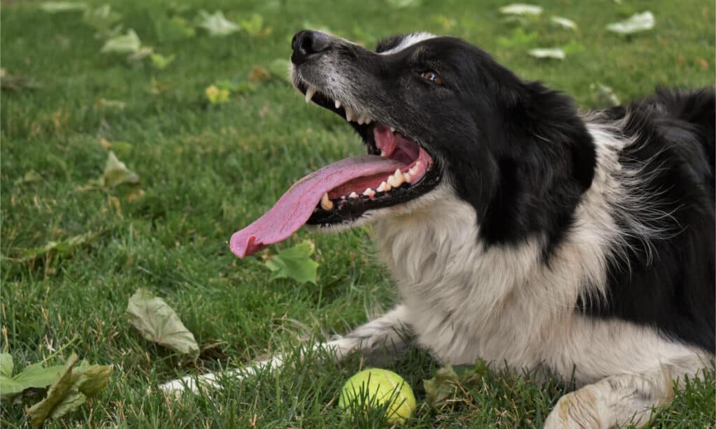 Border collie with a yellow tennis ball panting