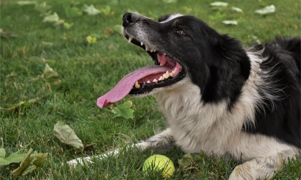 Border collie with a yellow tennis ball panting 